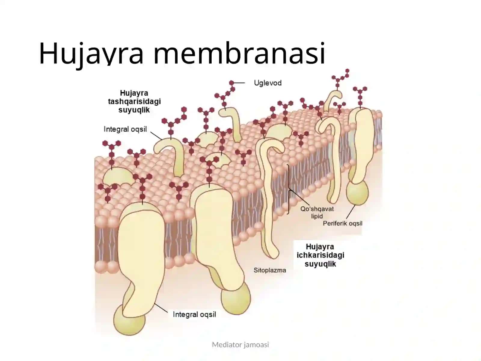 Qoʻzgʻaluvchan toʻqimalarfiziologiyasi 4