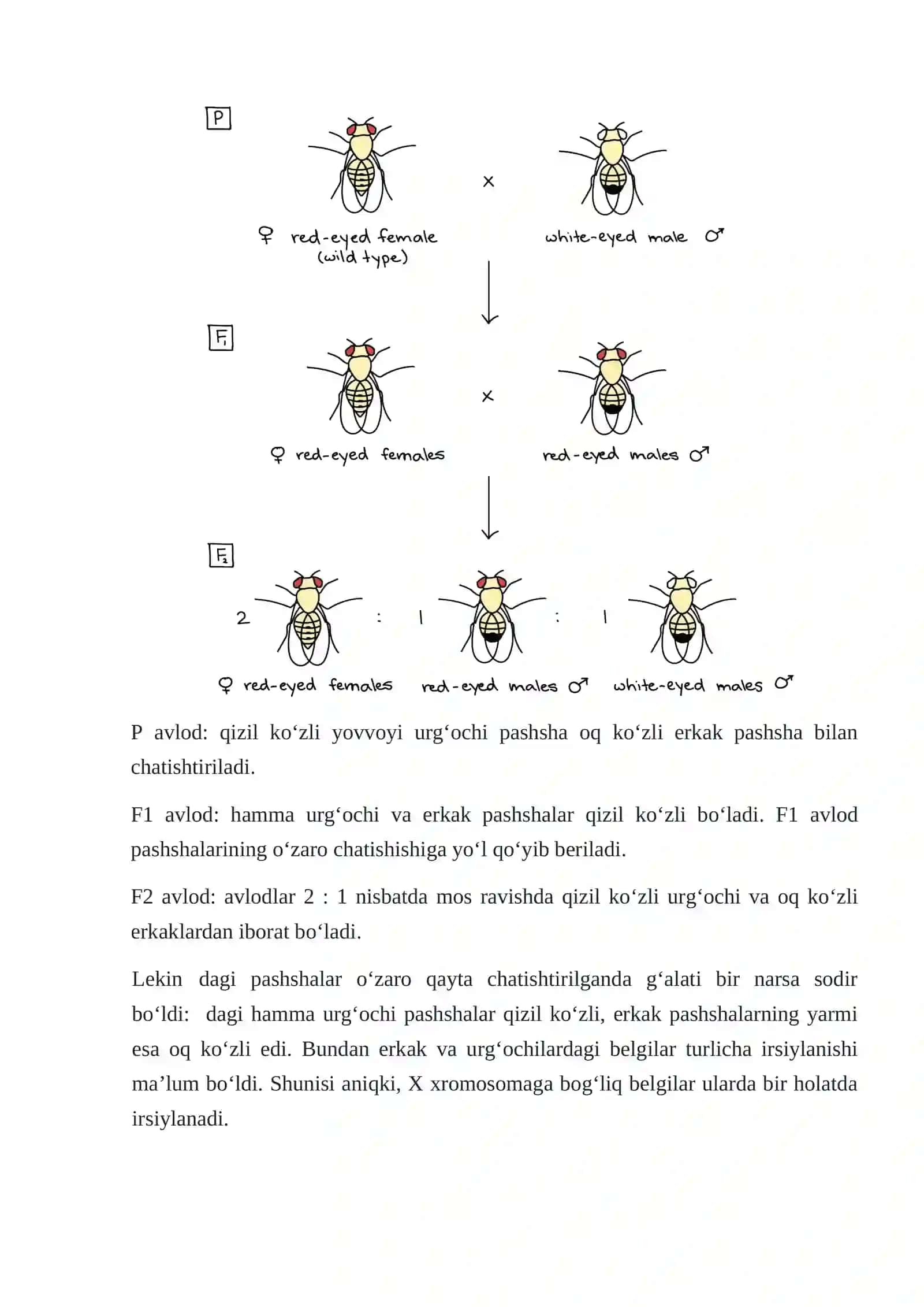 Irsiyatning xromosoma nazariyasi 4