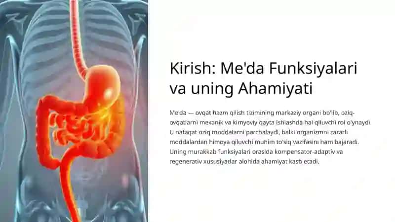 Me'daning Kompensator-Adaptiv va Regenerativ Xususiyatlari 4