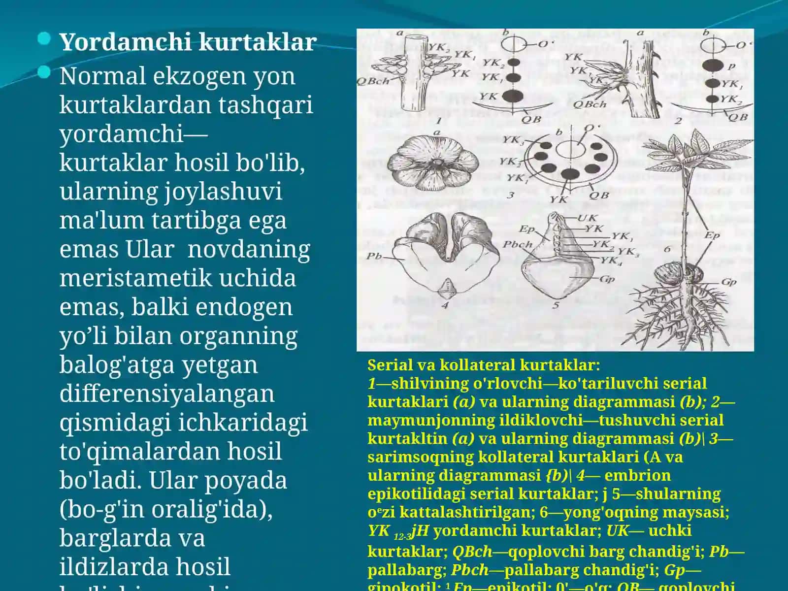 Sistemasning hoşil bo'lishi 4