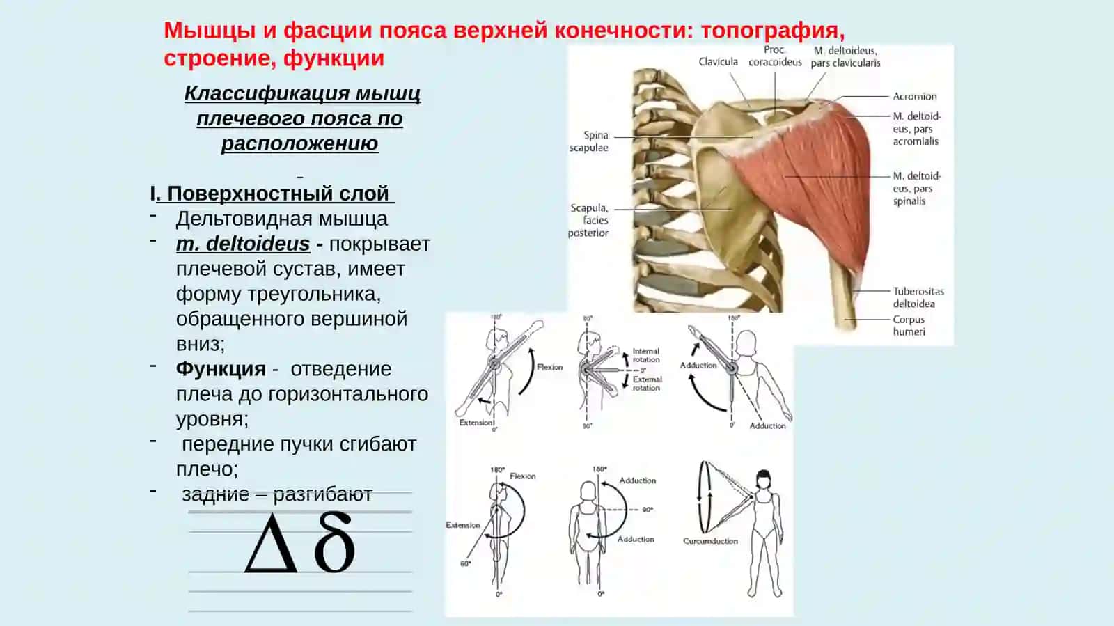 Мышцы плечевого пояса и плеча 4