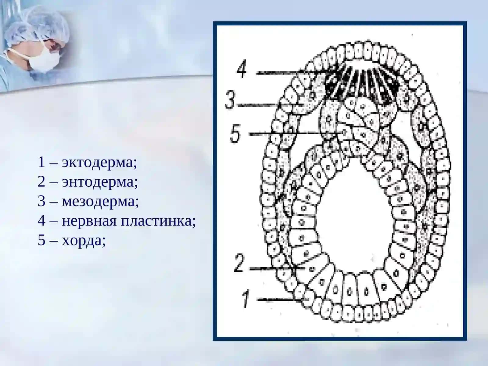 Нейруляция ва ўқ аъзоларининг юзага келиши 4