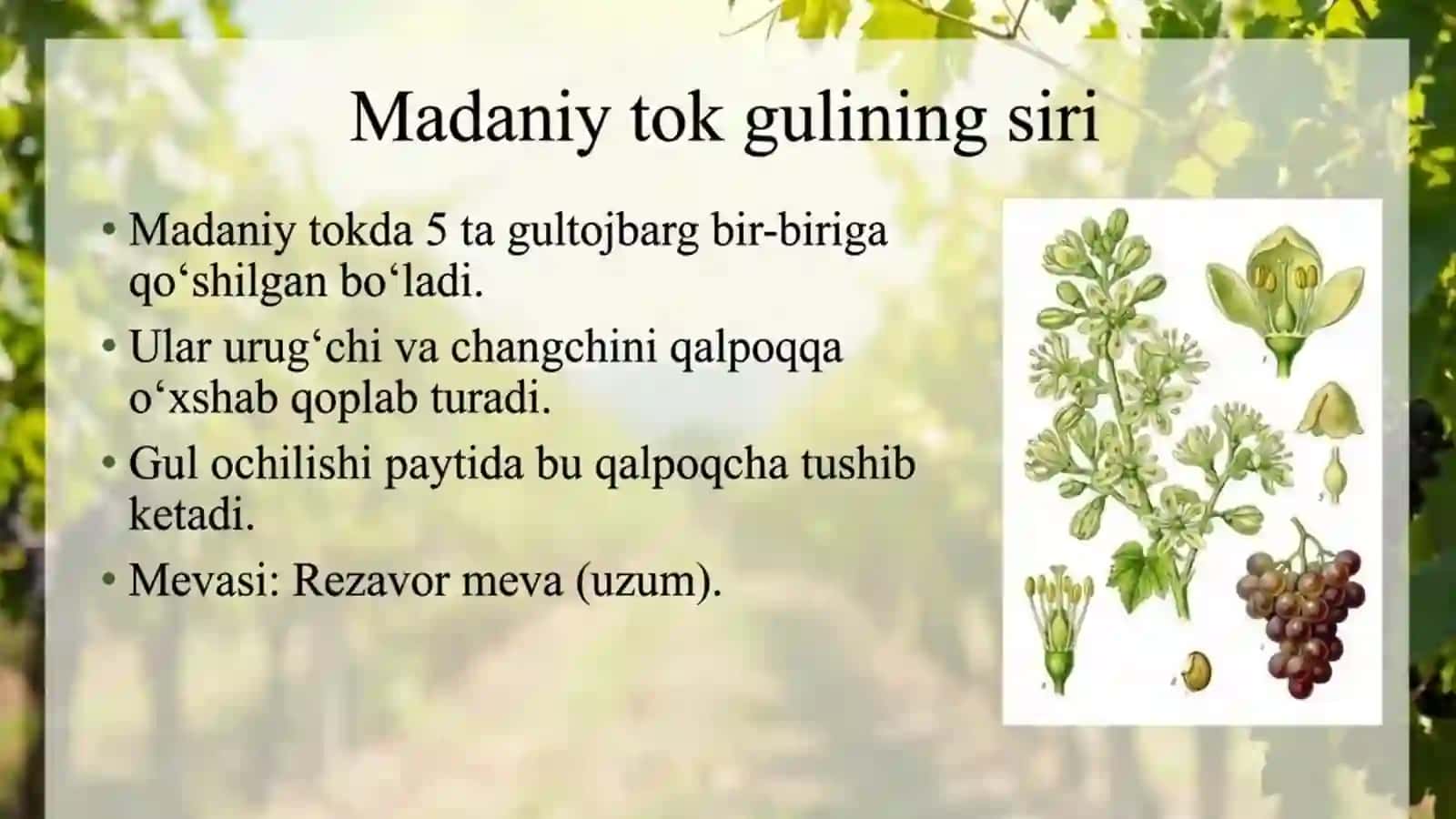Tokdoshlar oilasi 4
