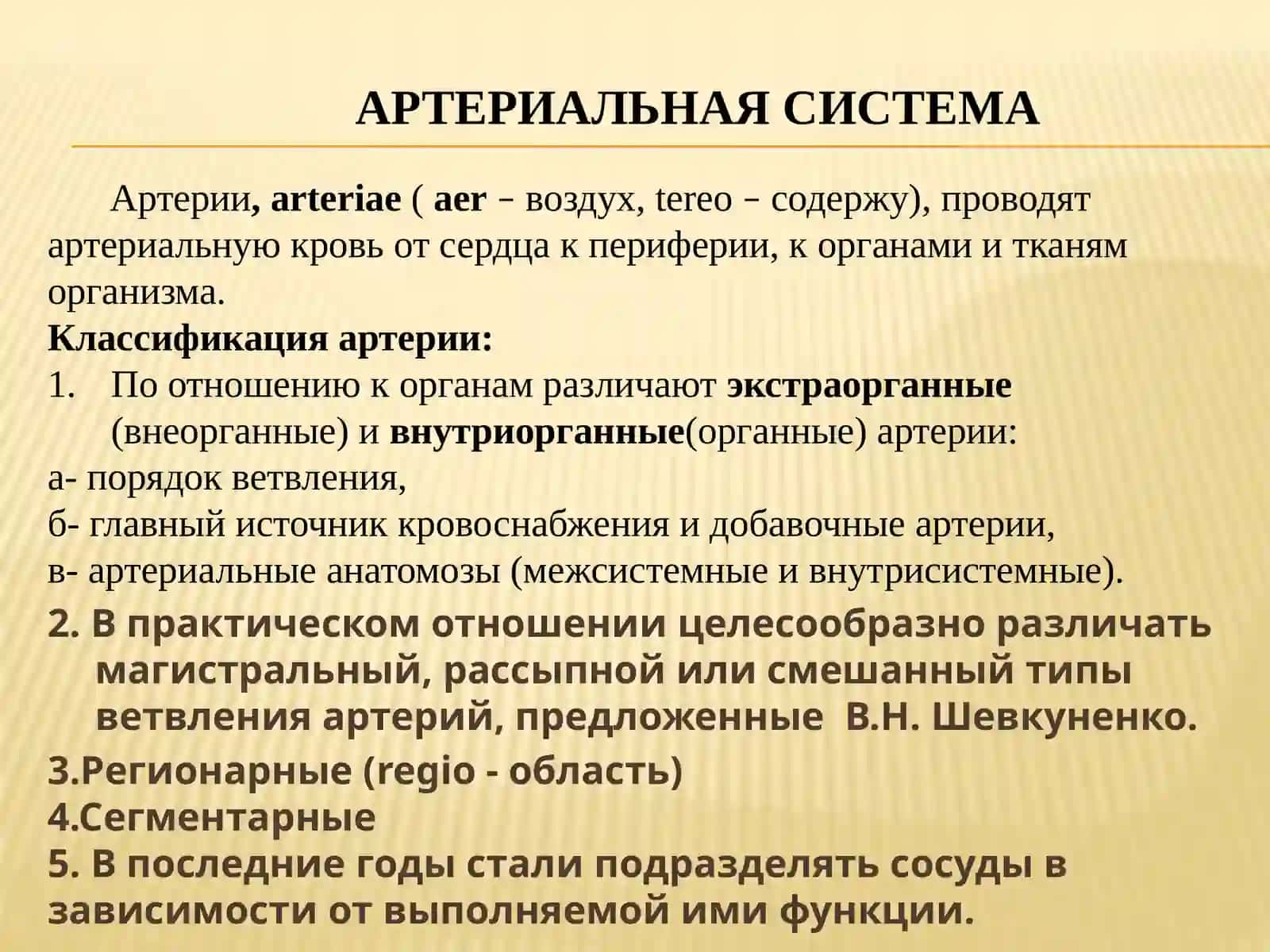 Лекция: кровеносная система. Сердце. Аорта. Внутренние и наружные сонные артерии. Кровоснабжение головы 4