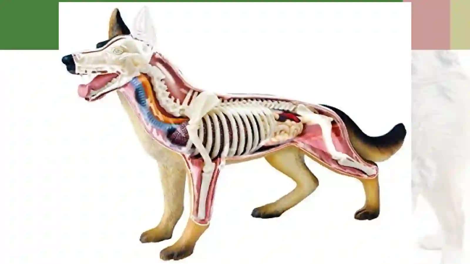 7-sinf Zoologiya 'Itning ichki tuzilishi' ko'rgazma 4