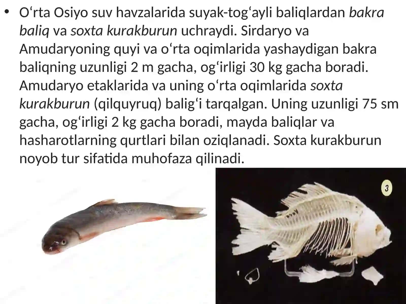 7-sinf Zoologiya 'Suyakli baliqlar sinfi asosiy sistematik guruhlari va ahamiyati' ko'rgazma 4