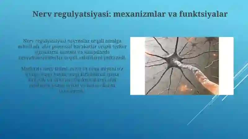 Organizmning nerv, immun va endokrin boshqarilishi 4