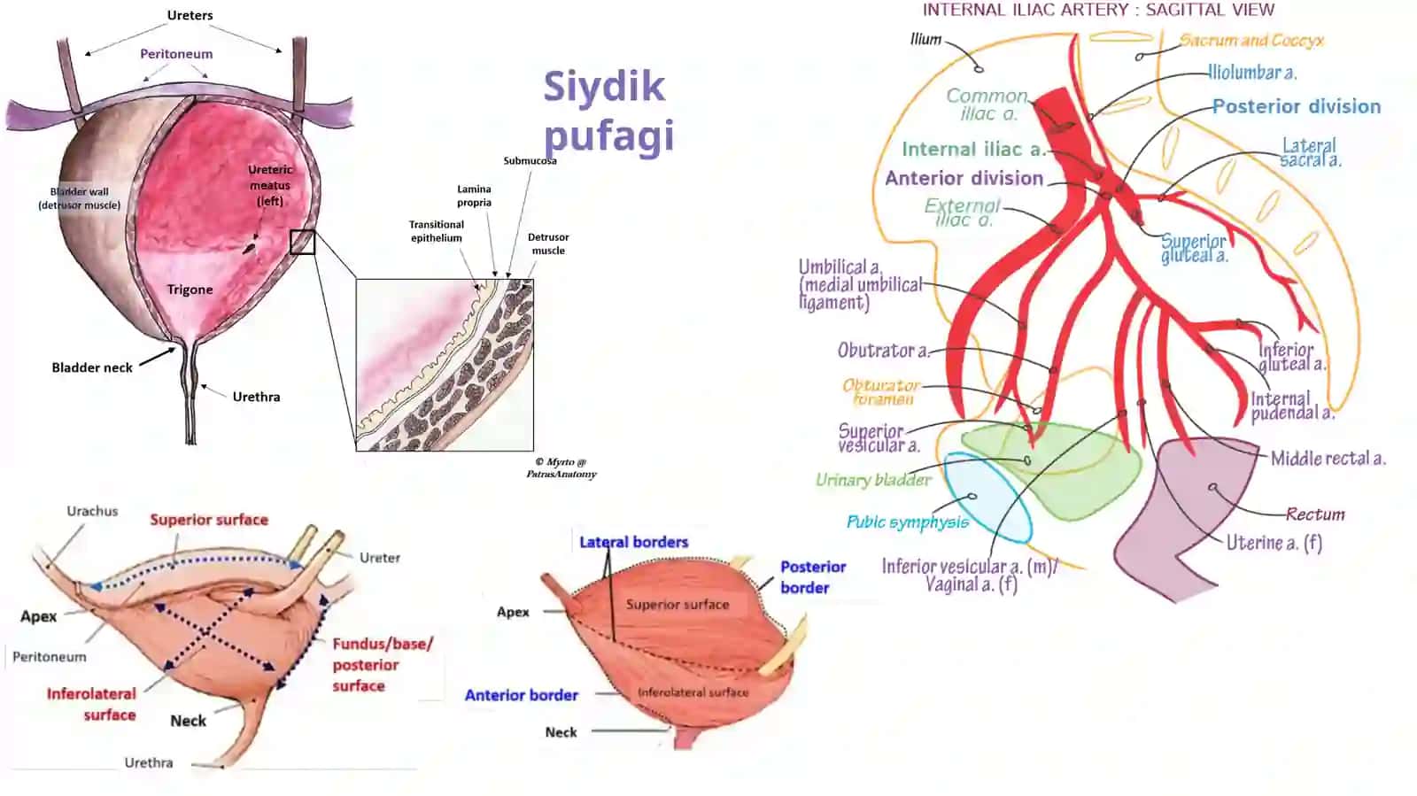 SIYDIK YO’LI VA SIYDIK QOPCHASI,ERKAKLAR JINSIY AZOLARI 4