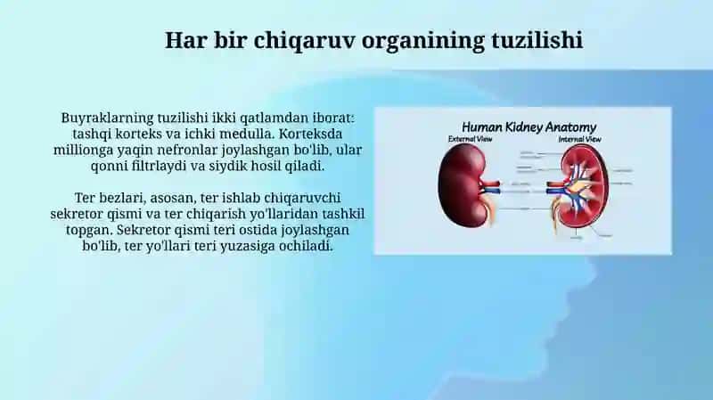 Chiqaruv organlari va ularning faoliyati 4