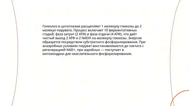 Образование и потребление энергии в процессе метаболизма 4