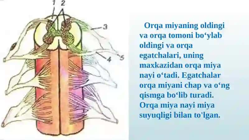 Orqamiyaningtuzilishi va funksiyasi 4