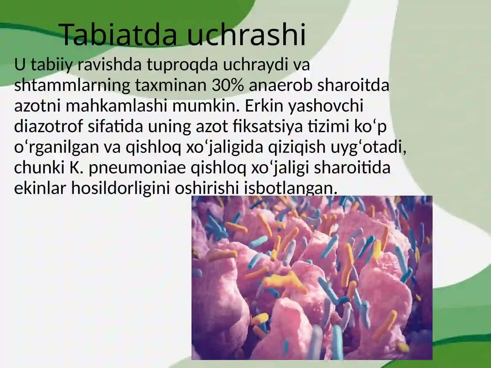 Klebsiella bakteriyalari(mikrobiologiya) 4
