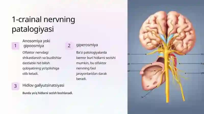 Crainal Nervlarning Patalogiyasi 4