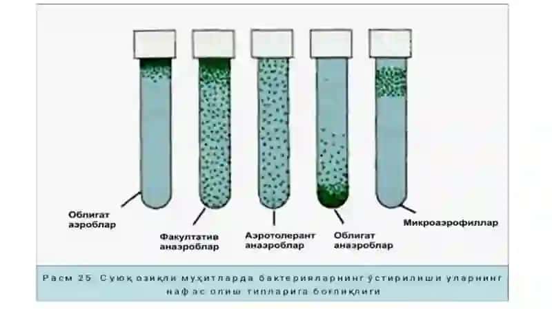Bakteriyalarni nafas olishi 4
