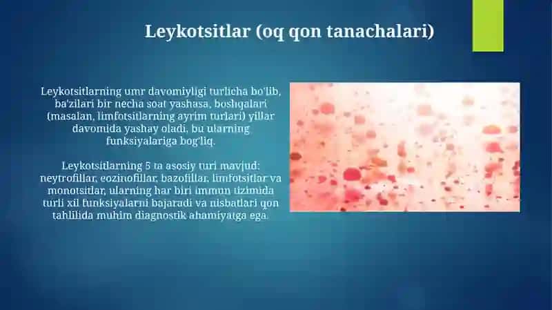 Qon hujayralari va shaklli elementlari 4