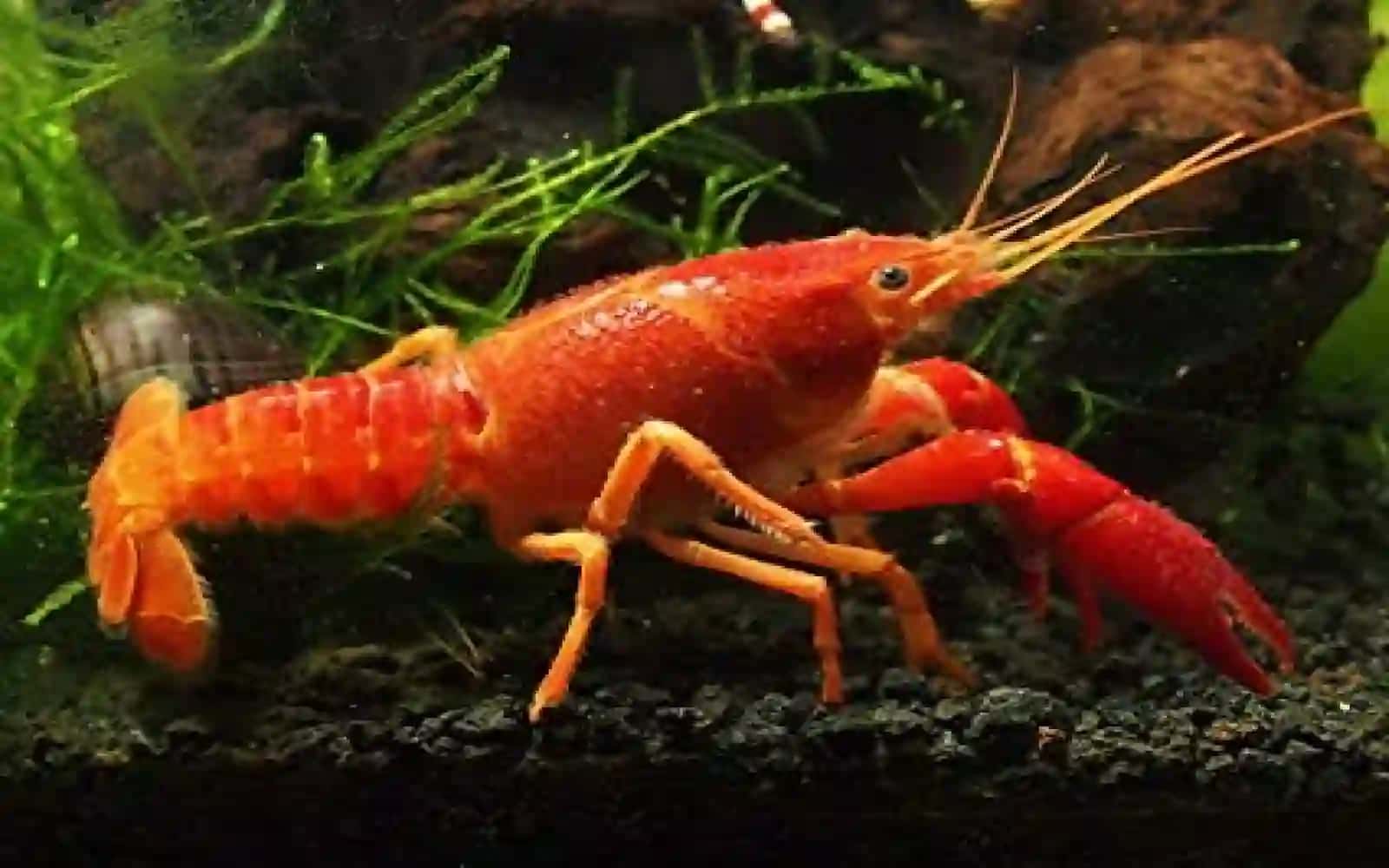 7-sinf Zoologiya 'Daryo qisqichbaqasining tashqi tuzilishi va ko'payishi' ko'rgazma 4