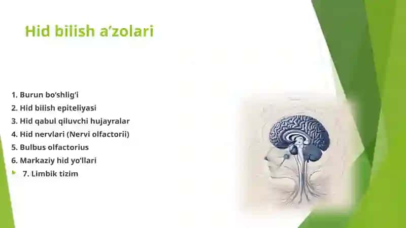 Hid bilish a’zolarining funksional anatomiyasi 4