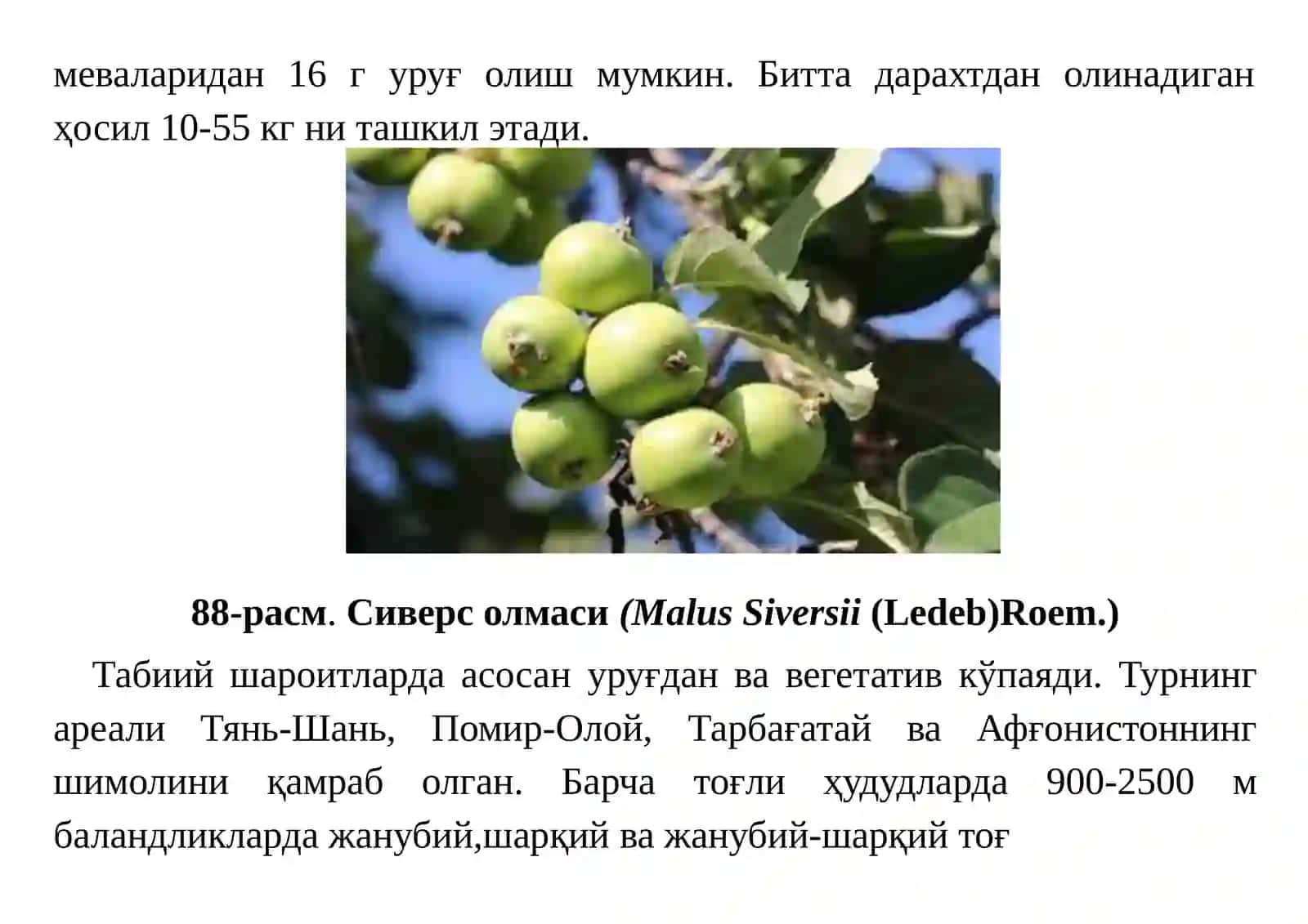 ОЛМА(MALUS)ТУРКУМИ 4