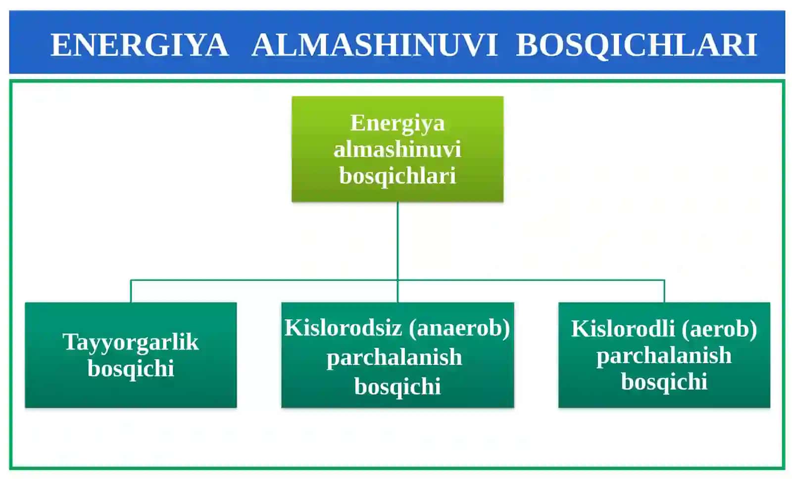 Energiya almashinuvibosqichlari. ATFsintezi 4