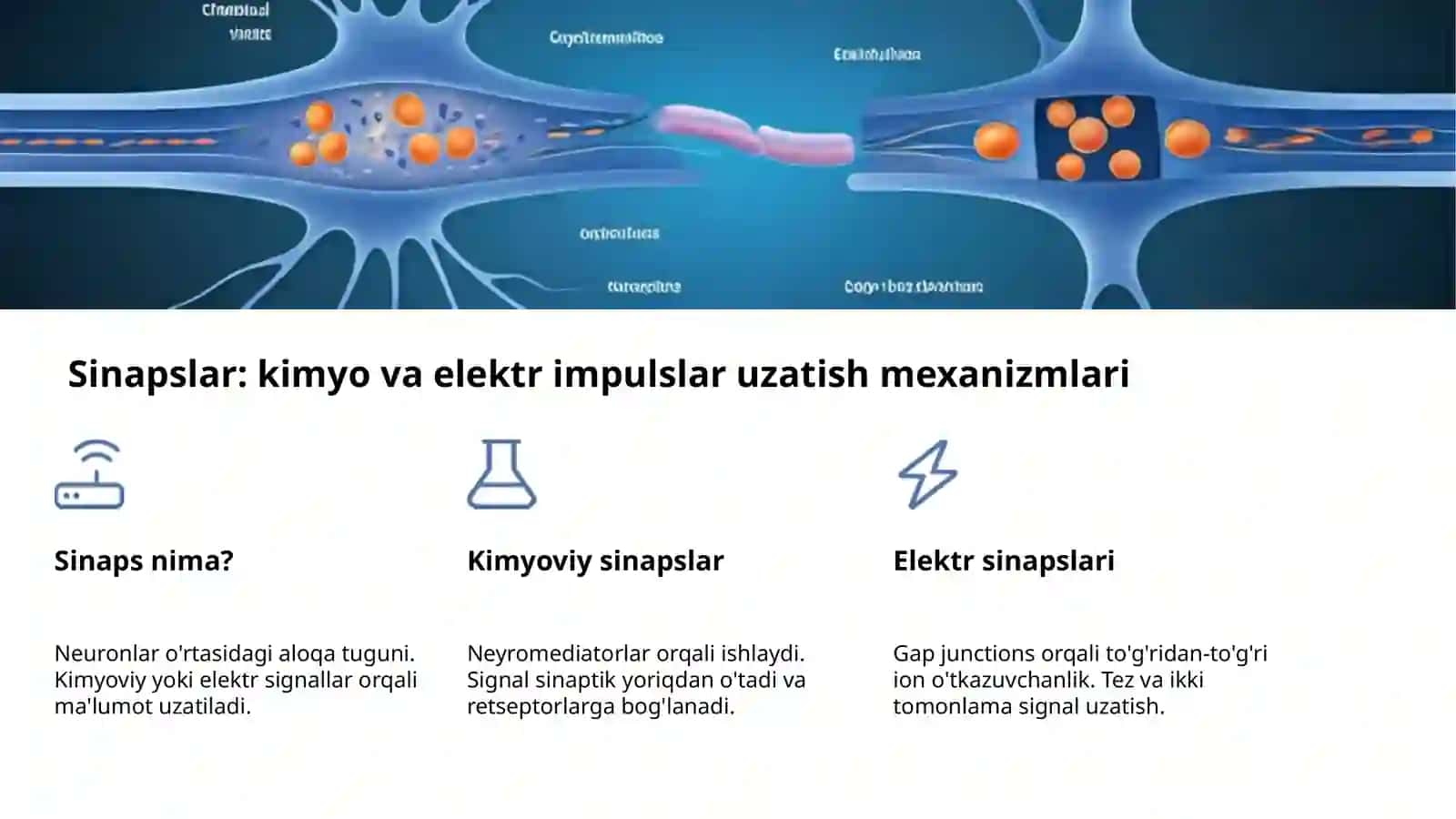 Oliy nerv faoliyati: asosiy tushunchalar 4