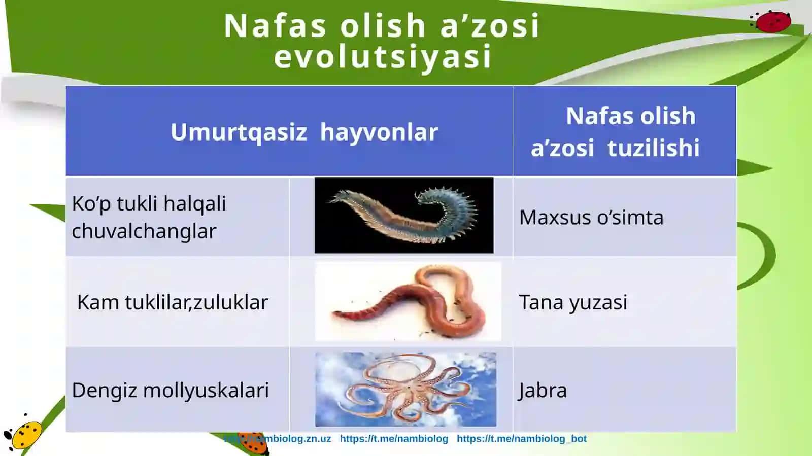 11-sinf Biologiya Hayvonlarning nafas olish organlari evolutsiyasi dars ishlanma 4