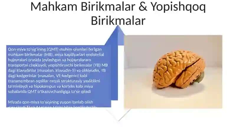 Gematoentsefalik toʻsiq gistofiziologiyasi 4