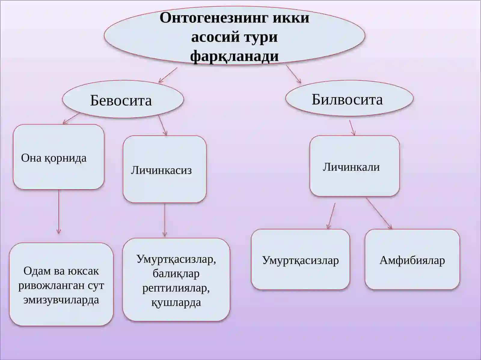 Онтогенез 4