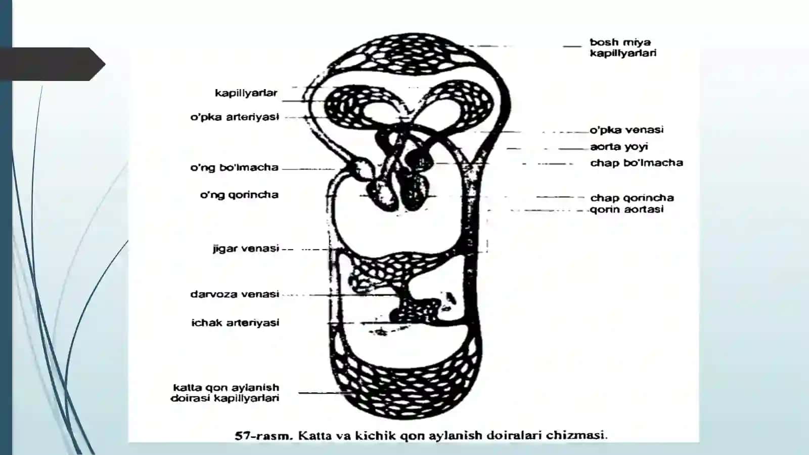 Yurak Qon-Tomirlar Fiziologiyasi 4