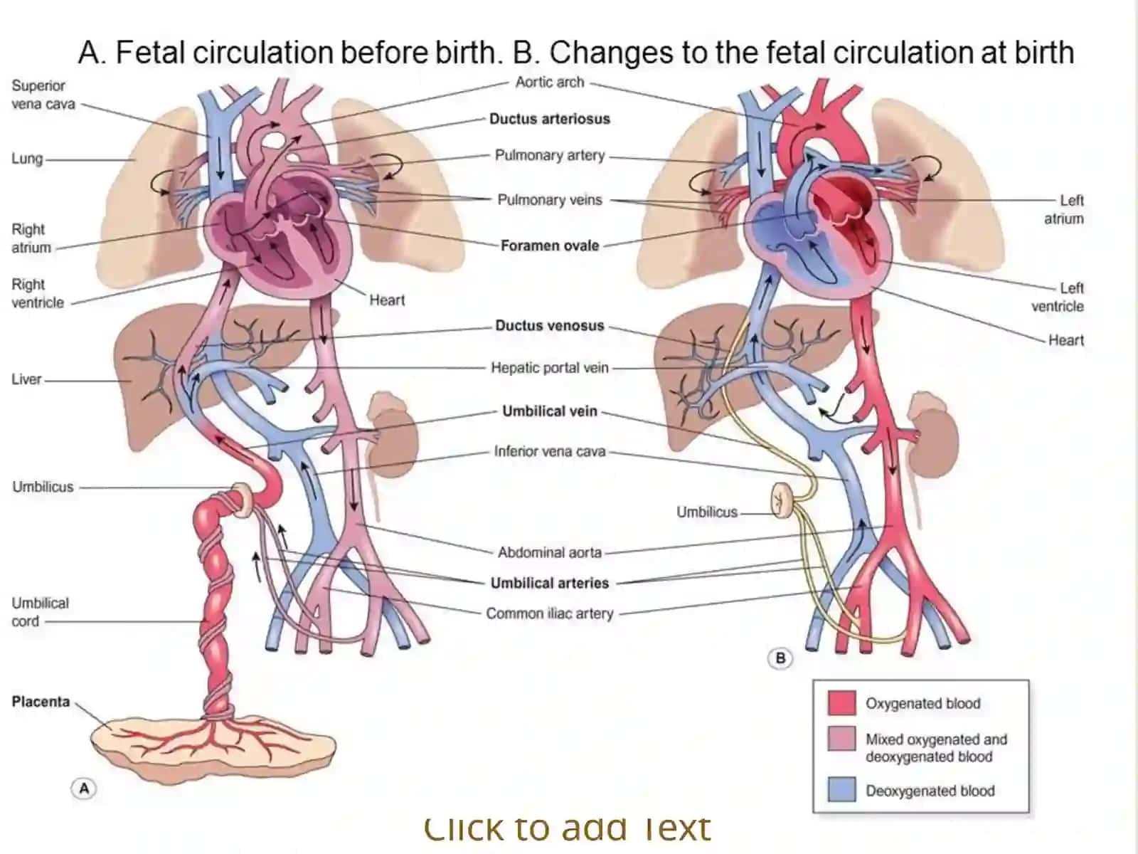Aorta, tashqiva ichki uyquatrteriyasi 4
