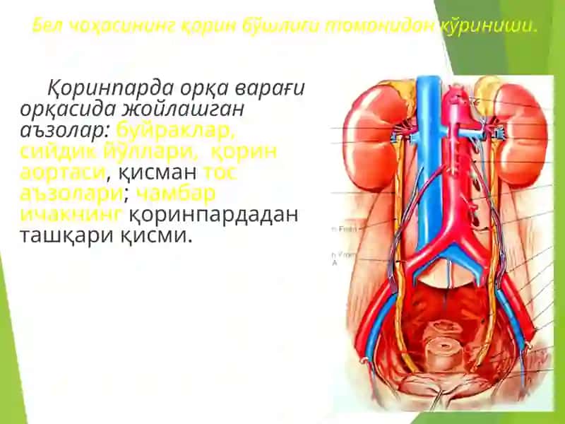 Клиник анатомия 4