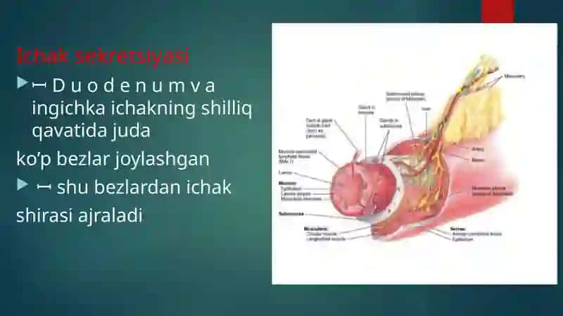 Ingichka va yo'g'on ichakda ovqat hazm bo'lishi 4