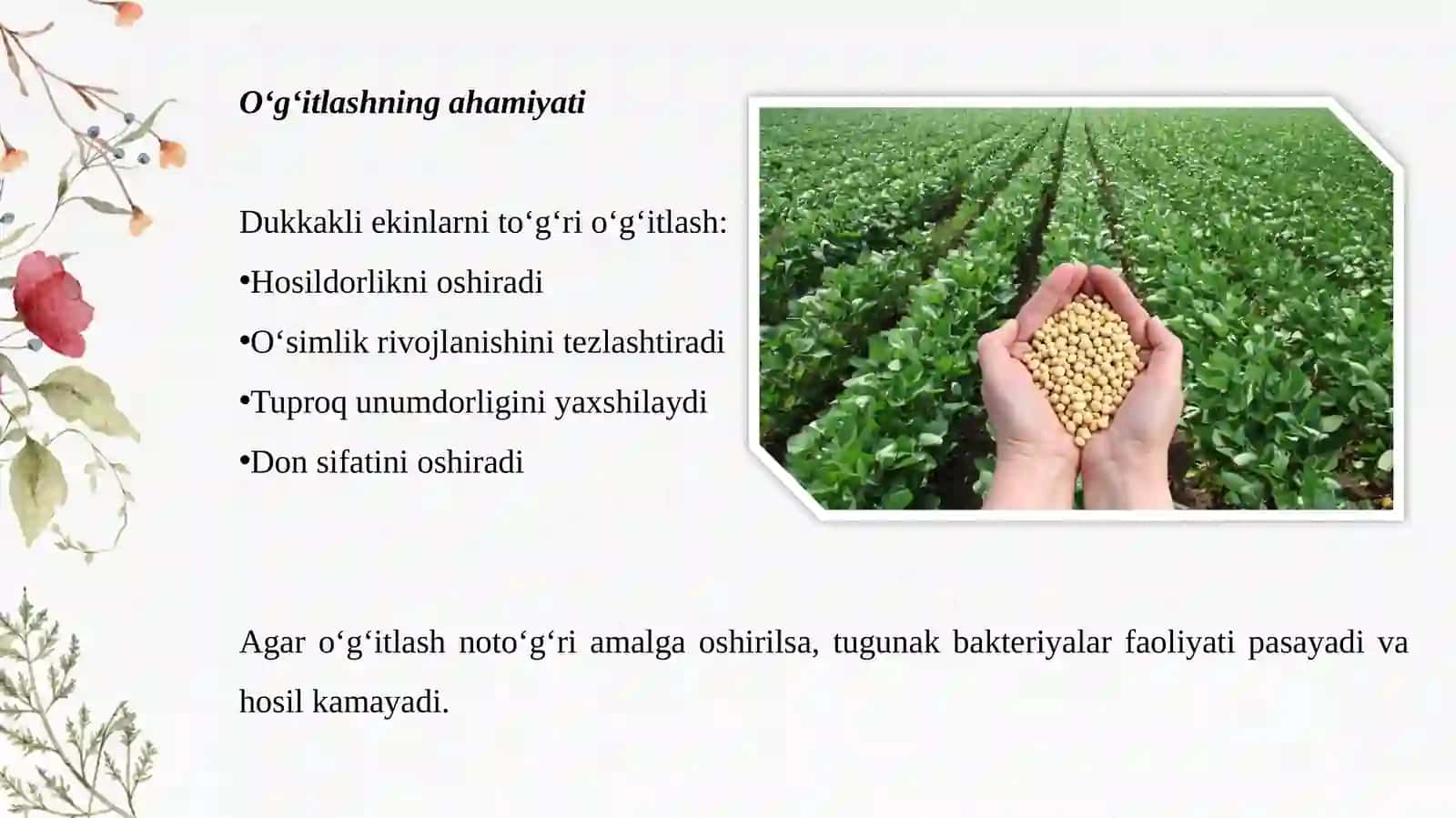 Dukkakli-donekinlarni o'g'itlash 4