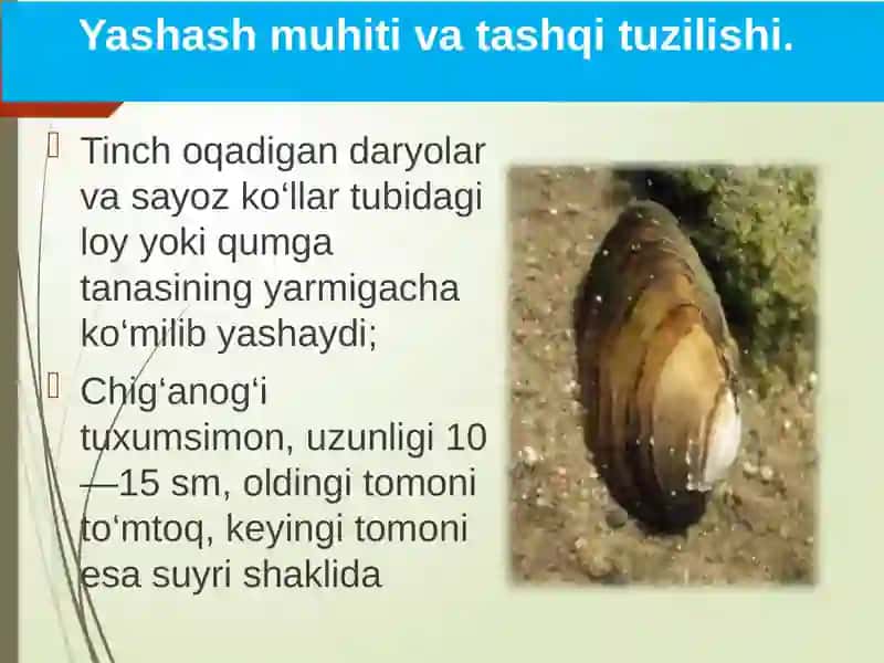 Ikkipallali va boshluq molluskalar sinfi 4