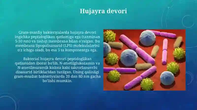 Bakteriyalarning fiziologiyasi 4