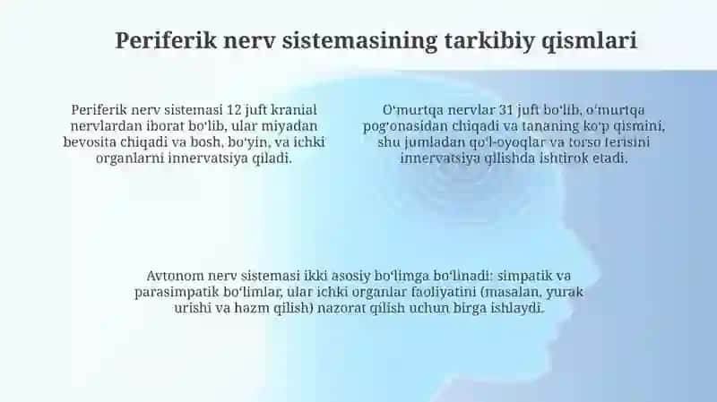 Periferik nerv tizimi haqida umumiy maʼlumot 4