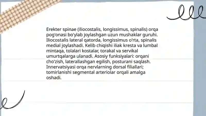 Orqa muskullar 4