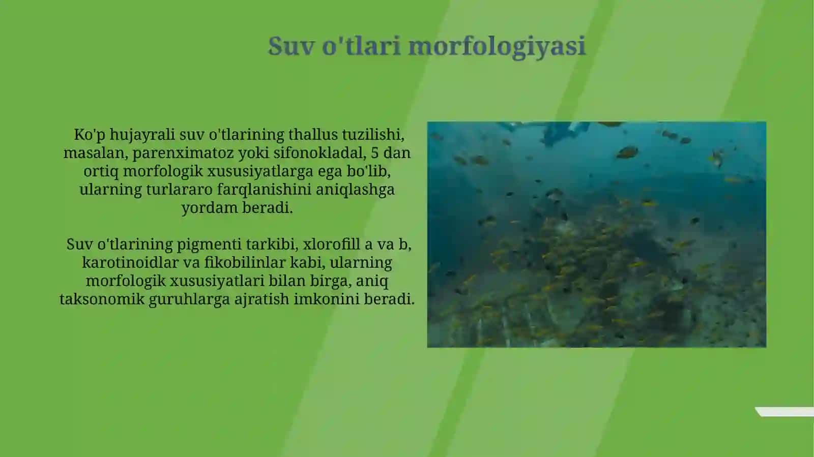 Dengiz va chuchuk suvdagi suvo‘tlarning sistematikasi 4