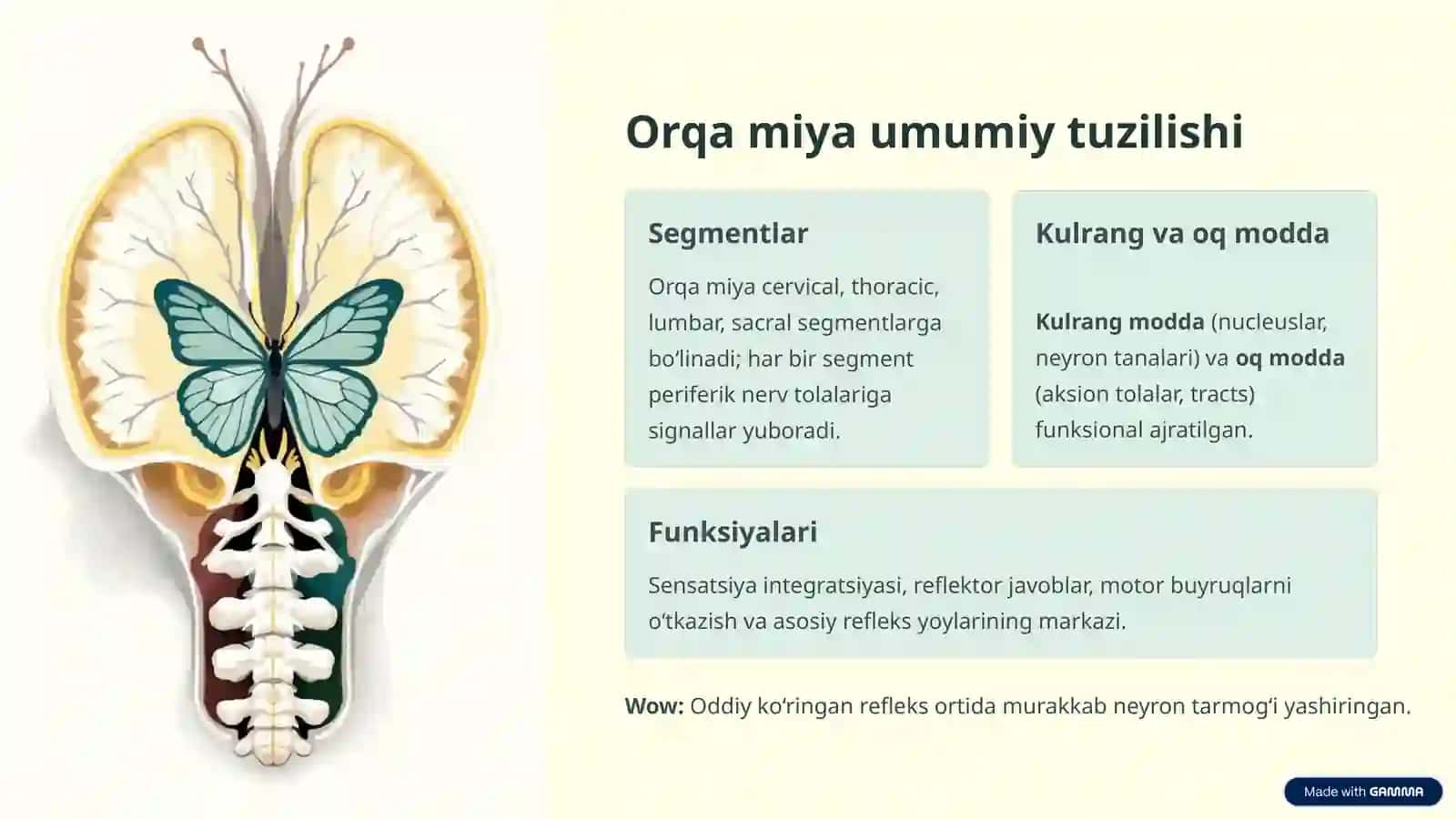 Orqa miyaning reflektor va o‘tkazuvchi yo‘l faoliyati, tekshirish usullari. Uzunchoq miya vao‘rtamiya 4
