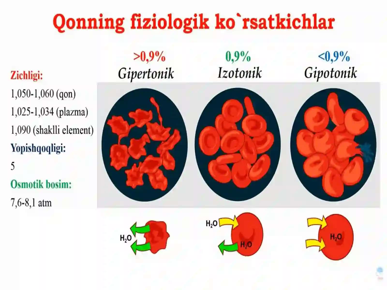 Yurak qon-tomir tizimi fiziologiyasi va yoshga bog’lik xususiyatlari 4