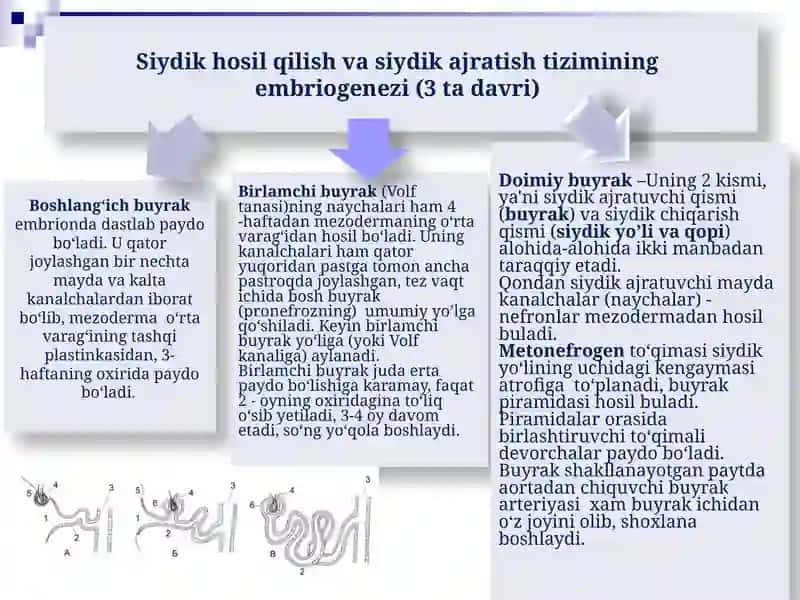 Bolalarda siydik hosil qilish va siydik ajratish tizimining anatomo-fiziologik xususiyatlari 4