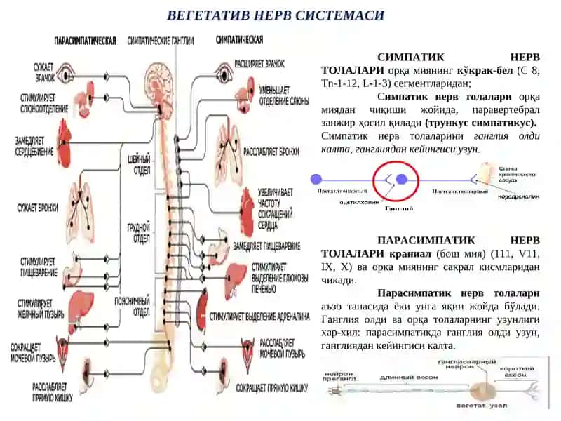 M-Н холиномиметиклар 4