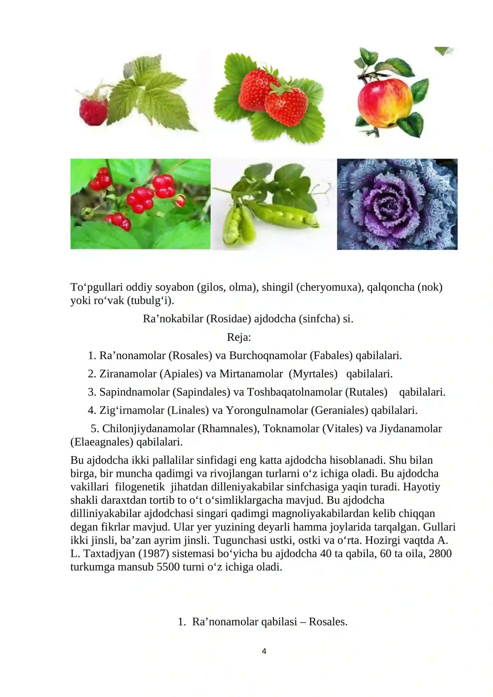 Ra’nodoshlar ( Rosaceae) oilasi, vakillari, tarqalishi, tuzilishi, ko’payishi va ahamiyati 4