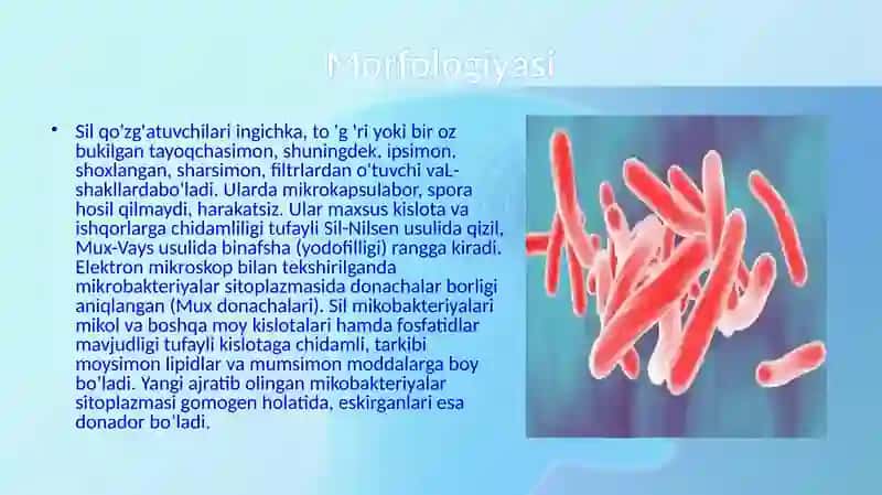 Sil kasalligi qo'zg'atuvchisi 4