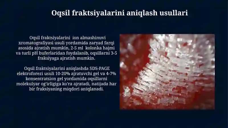 Muskul to'qimasi,oqsil fraksiyalarini aniqlash 4