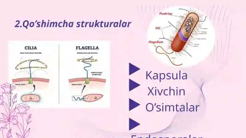 Mikroorganizmlarning strukturasi. Murakkab bo'yash usullariari 4