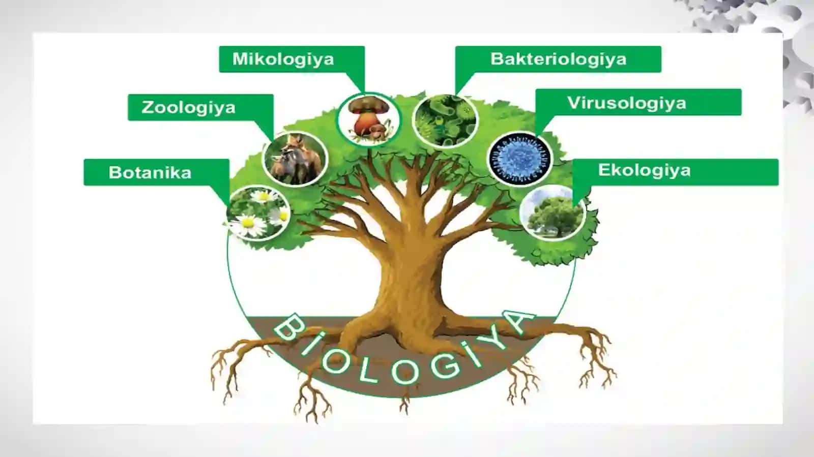 Biologiyanio’qitishtao’qitishdao’quvchilardaaxloqiyvaestetiktarbiyalarnishakillantirish 4