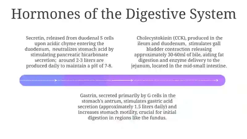 Digestive system 4