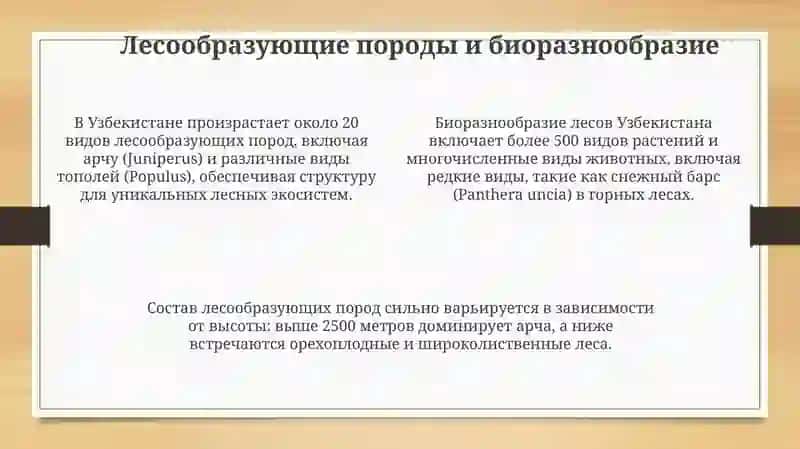 Обзор лесов Узбекистана 4