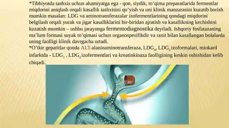 Fermentlar, ularning faolligining boshqarilishi. 4
