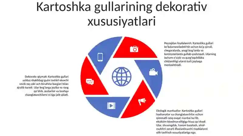 OʻZgaruvchan Kartoshka Guli 4